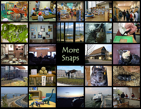 ���i�Δ����ق̓���