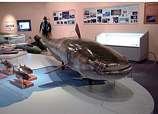 ���i�΂ōő勉���΂̕����͌^�̃A�b�v�ʐ^