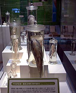 �΂Ɠc��ڂ��s���������̕W�{�Q