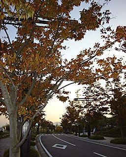 ������ł��邪�F�Â��Ă�G�۔����̊X�H��