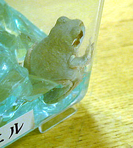 ���J�G��